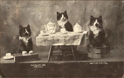 Cats at Dinner Table Postcard