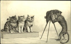 Cats having photo taken Postcard Postcard