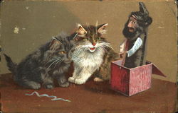 Cats and the magic Box Postcard