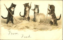 Cats Raking Straw Postcard Postcard