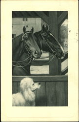 Dog & Horses Postcard