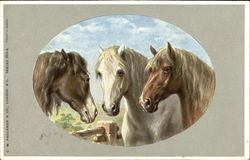 Group of 3 Horses Postcard