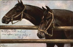 Two Horses Postcard Postcard