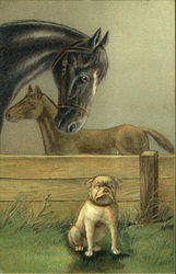 Horses & Bulldog Postcard