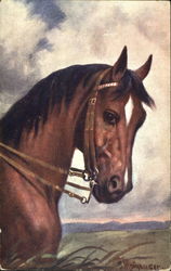 Horse Postcard