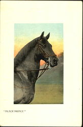 Black Prince Postcard