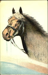 Horse Postcard