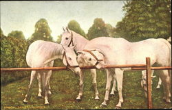 White Horses Postcard