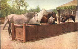 Horses Postcard