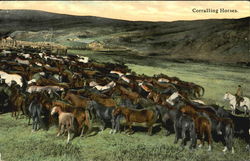 Corralling Horses Postcard