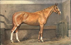 Horse Postcard