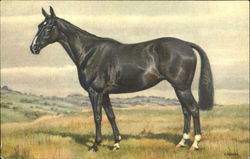 Horse Postcard