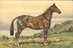 Horse Postcard