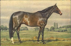 Horse Postcard