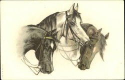 Horses Postcard