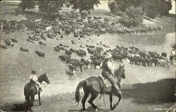 Fording Milk River Postcard