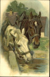 Horses Postcard Postcard