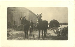 Boy with Horses Postcard