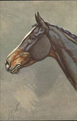 Horse Postcard