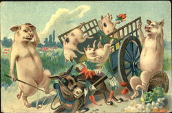 Pig Accident Postcard