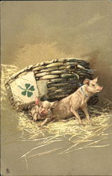 Pigs Under Basket Postcard Postcard