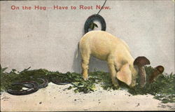 On The Hog Have To Root Now Postcard