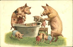 Pigs in Bathtub Postcard Postcard