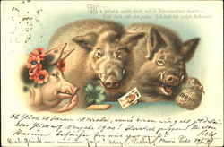 Pigs Postcard Postcard