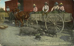 Southern Products Water Melons Razor Backs And Pickaninnies Pigs Postcard Postcard