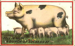 Feel In With A Bunch Of Suckers At Pigs Postcard Postcard