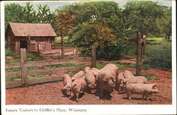 Future Visitors To Griffin's Plant Pigs Postcard Postcard