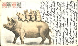 Piglets on Mom Postcard