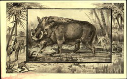 The Wart Hog Pigs Postcard Postcard