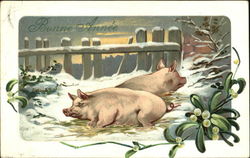 Pigs Postcard Postcard