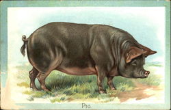 Pig Pigs Postcard Postcard