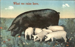 What We Raise Here Postcard