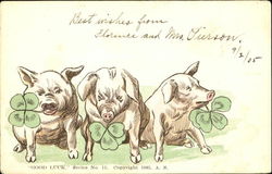 Good Luck Pigs Postcard Postcard