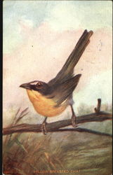 Yellow Breasted Chat Postcard