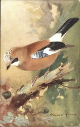 Jay Birds Postcard Postcard