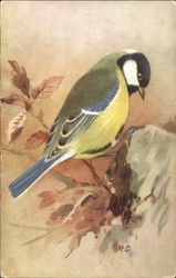 Great Tit Postcard