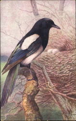 Magpie Birds Postcard Postcard