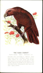 The Kaka Parrot Postcard