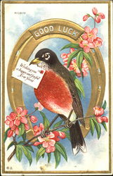 Robin Birds Postcard Postcard