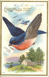 Bluebird Birds Postcard Postcard