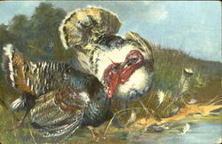 Turkeys Postcard