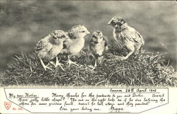 Chicks Birds Postcard Postcard