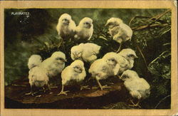 Playmates Postcard