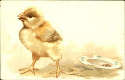 Chick Birds Postcard Postcard