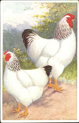 Columbian Wyandottes Postcard