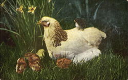 Chicks Postcard